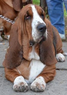 Barbara Streyzend | Basset Hound 