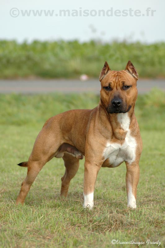 Tyler De La Maison D'Este | American Staffordshire Terrier 