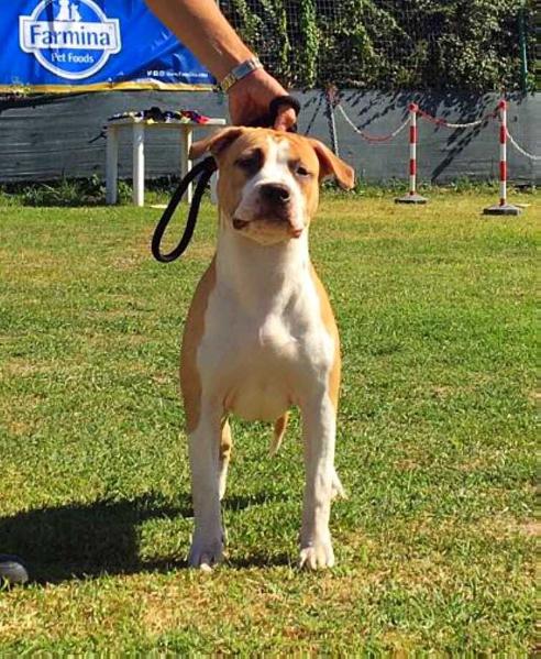 Lionheart Of Bazo-Town | American Staffordshire Terrier 