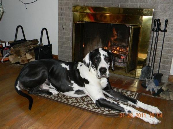 Leslie's Maximus Seduction | Great Dane 