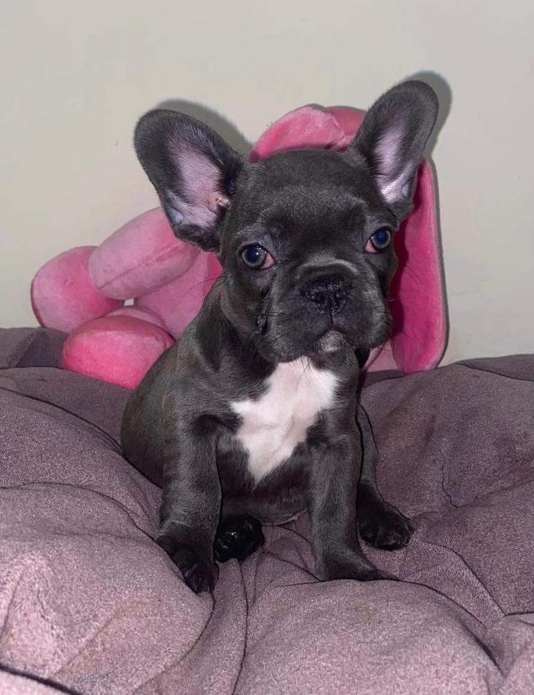 Alpin's Nizxy | French Bulldog 