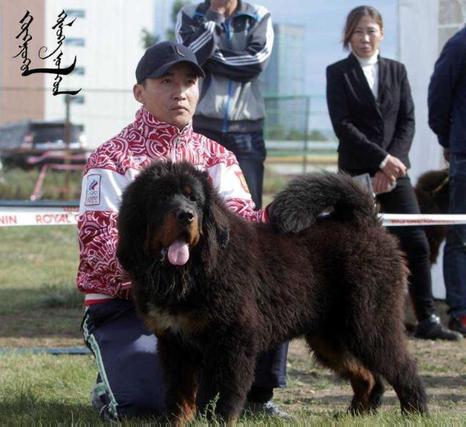 Kharsor Buudai | Tibetan Mastiff 