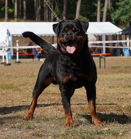 Balou Von Der Crossener Ranch II | Rottweiler 