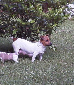 Little Red @ CCK | Rat Terrier 