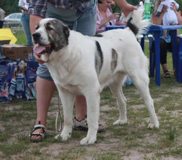 Tosh Sanam Vikor? | Central Asian Shepherd Dog 