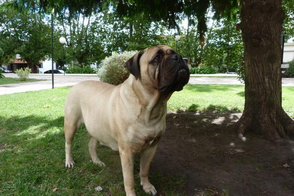 Lady anaid Chaemoz | Bullmastiff 