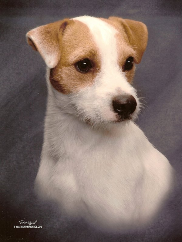 River Glenn's Milo | Parson Russell Terrier 
