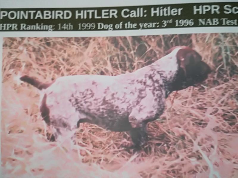 POINTABIRD HITLER | German Shorthaired Pointer 