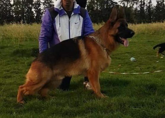 PAKO TOPOLOVNICKI | German Shepherd Dog 