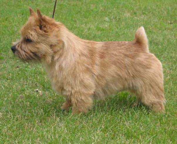 Maralinga Sir Ted E. Bear | Norwich Terrier 