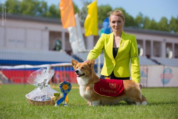 Joshua Prince Iz Doma Infanty | Pembroke Welsh Corgi 