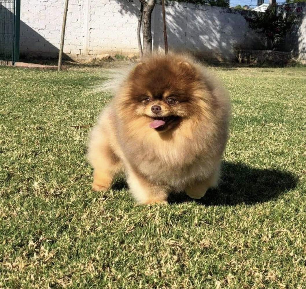 KODA | Pomeranian 