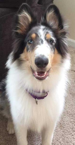 Cheramore's Lockheed P-38 Lightning | Rough Collie 