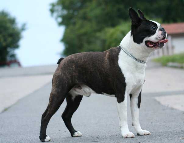 JACOB'S GOLDEN JACK SPARROW | Boston Terrier 