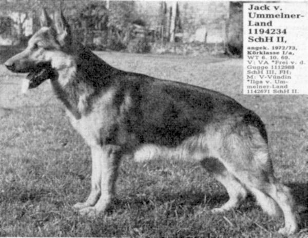 Jack vom Ummelner-Land | German Shepherd Dog 