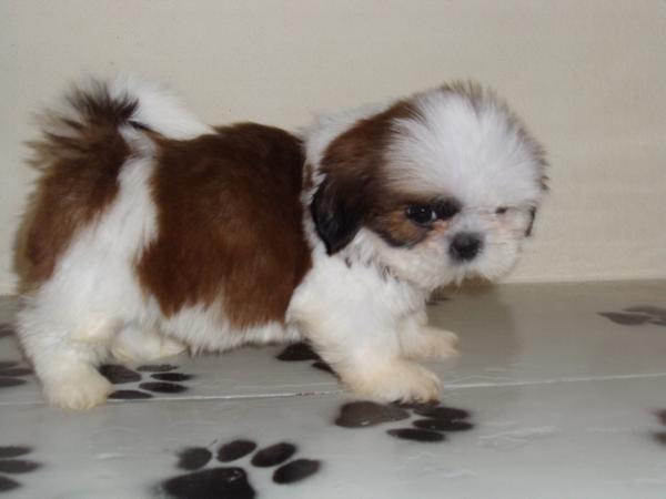 SEVERO DO MELBE&amp;MELBE | Shih Tzu 