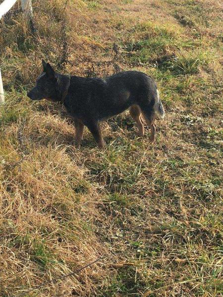 Taree's Crown | Australian Cattle Dog 