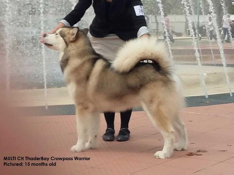 ThaderBay Crowpass Warrior | Alaskan Malamute 