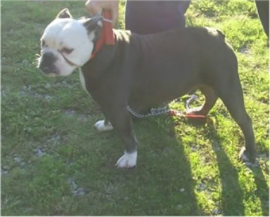 BuffaloCreek's BlueGrass Bandit of DSK | Olde English Bulldogge 