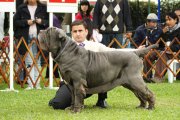 CLOVIS DELLA VECCHIA ROMA | Neapolitan Mastiff 