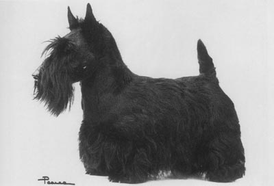 Kennelgarth Melissa | Scottish Terrier 