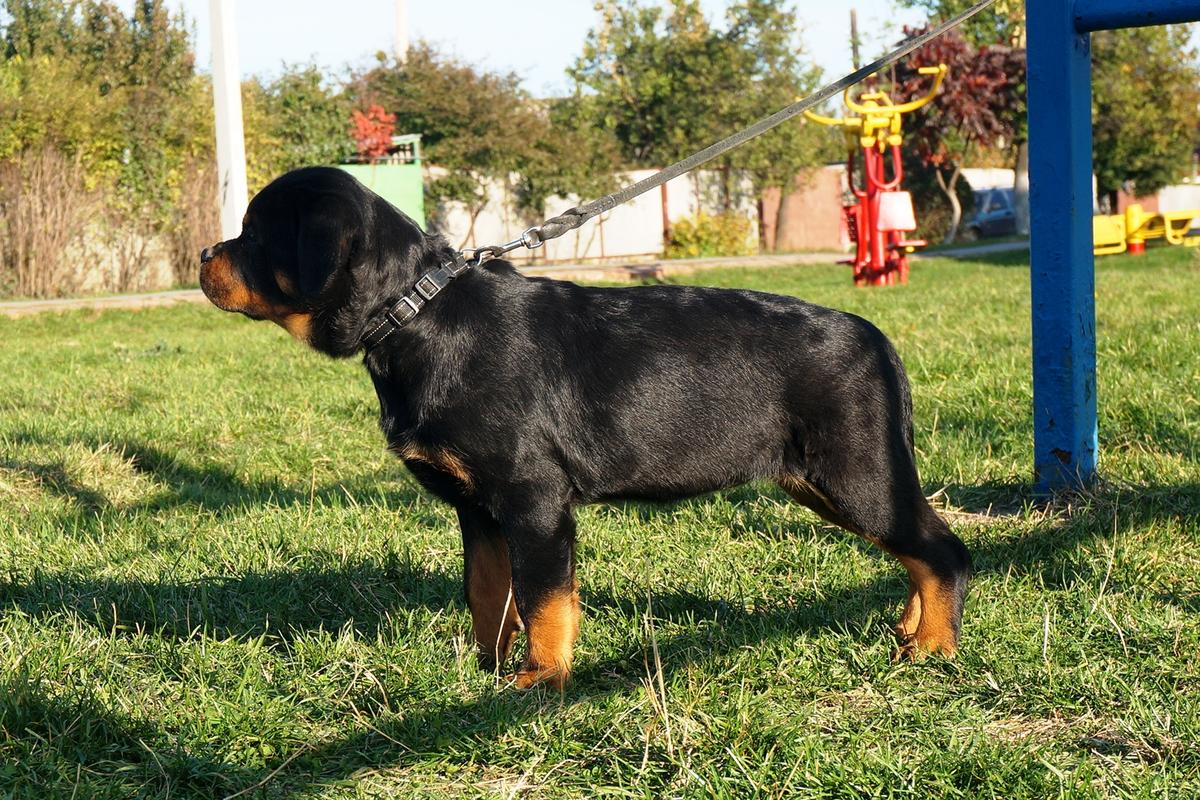 Alsou from Shelan House | Rottweiler 