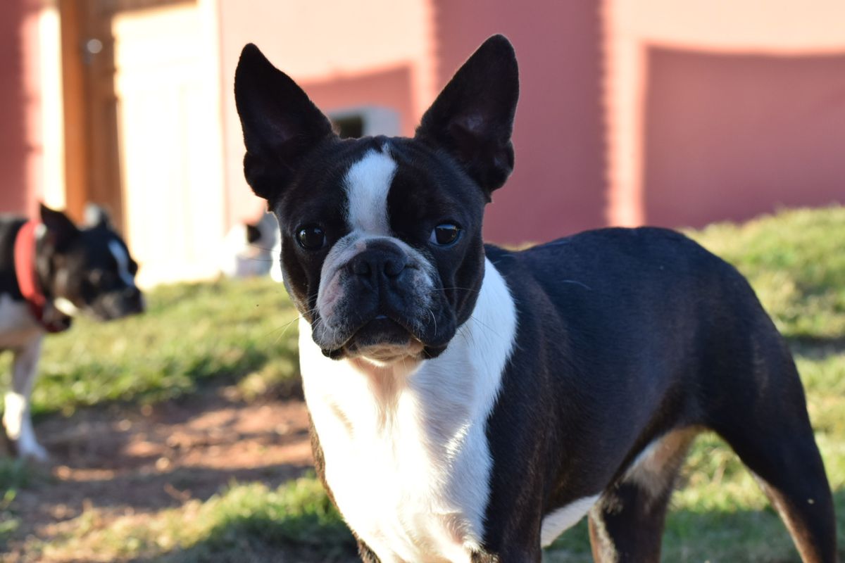 PEQUI OF FREEDOM FARM | Boston Terrier 