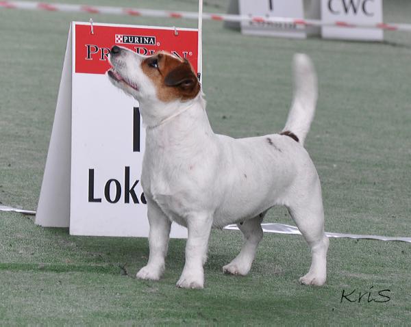 FIGA Z MAKIEM Gwiazda Podhala | Jack Russell Terrier 