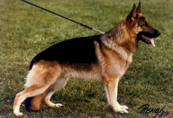 Uran von der Wernburg | German Shepherd Dog 