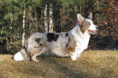 Mandylay'S Rain Drop | Cardigan Welsh Corgi 