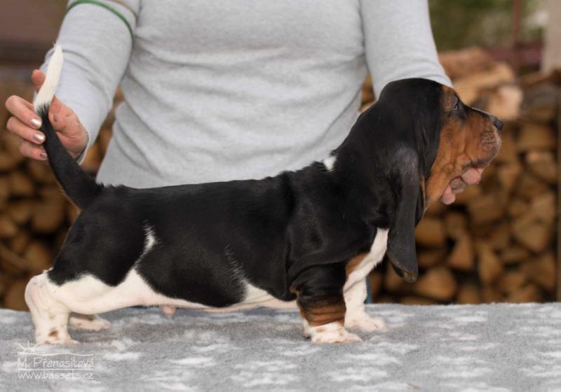 Xpert Lady Barnett's | Basset Hound 