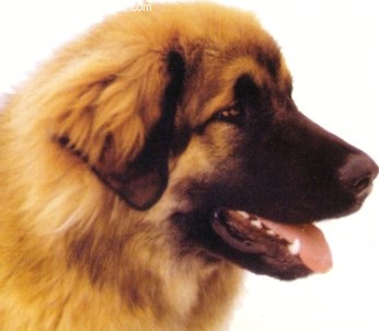 Lady Rhi-Mora Stone of Pelgrims Ring | Leonberger 