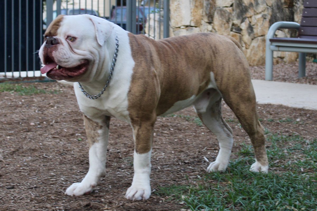 Champ's Classic's Chapli of BullyBadass | American Bulldog 