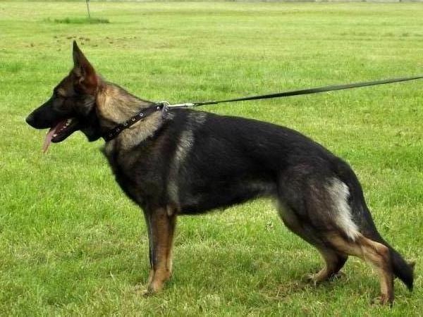 Palma Oger Schloss | German Shepherd Dog 