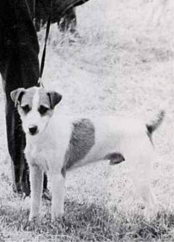 Sayner's Sam of Bower | Jack Russell Terrier 