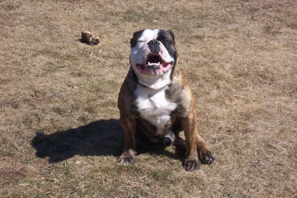 Freed's James Bond | Olde English Bulldogge 