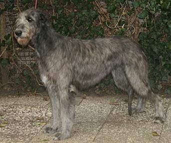 Mighty Hunter's Nice Tiny | Irish Wolfhound 