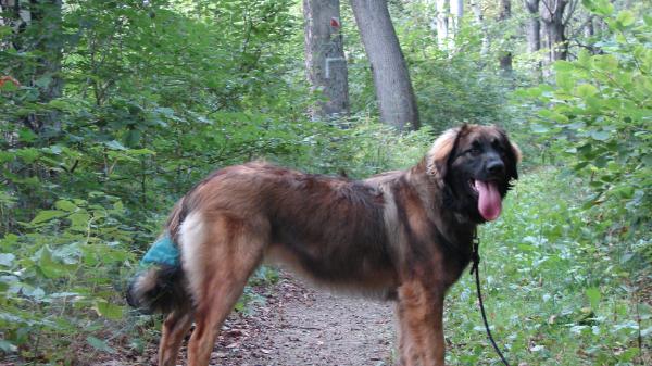 Kiwi Florencie Zaricke Udoli | Leonberger 