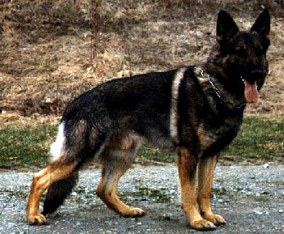 Baron de Lupis Fidis | German Shepherd Dog 