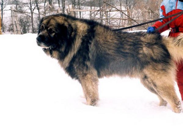 Bob (JR) 78928 SO | Yugoslavian Shepherd Dog-Sarplaninac 