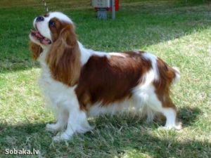 Lanola Salsa | Cavalier King Charles Spaniel 