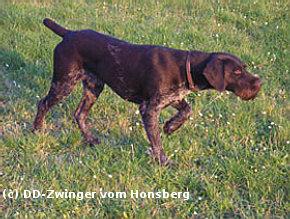 Darko II vom Rödlberg | German Wirehaired Pointer 