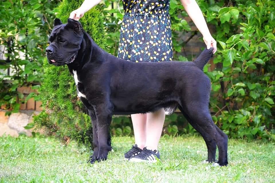 Orwel Corso Di Munteanu | Cane Corso 