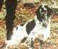 DUN DEL MESCHIO | English Setter 