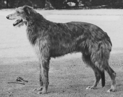 Rotherwood Brandon | Scottish Deerhound 