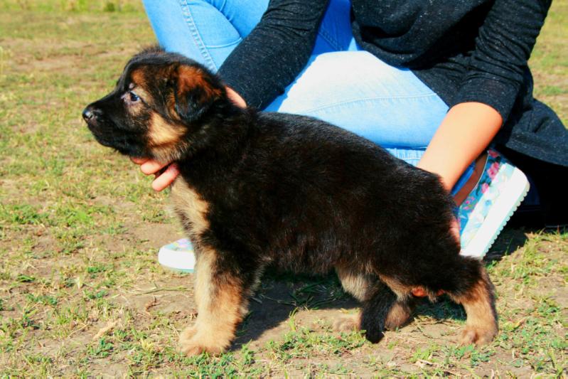 Shammi Sunshine | German Shepherd Dog 