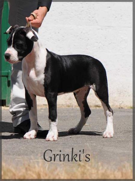 Grinki's Mini aik the star | American Staffordshire Terrier 