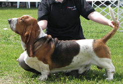 Bassbarr First'N'Foremost | Basset Hound 