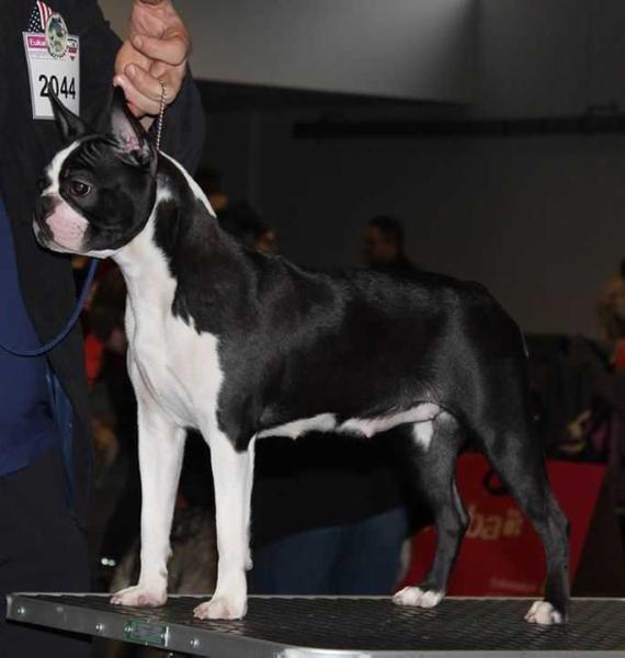 BOSTON STYLE BEAUTIFUL DREAM | Boston Terrier 