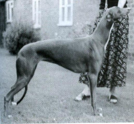 Gaysyde April Rhopsody In Blue | Greyhound 